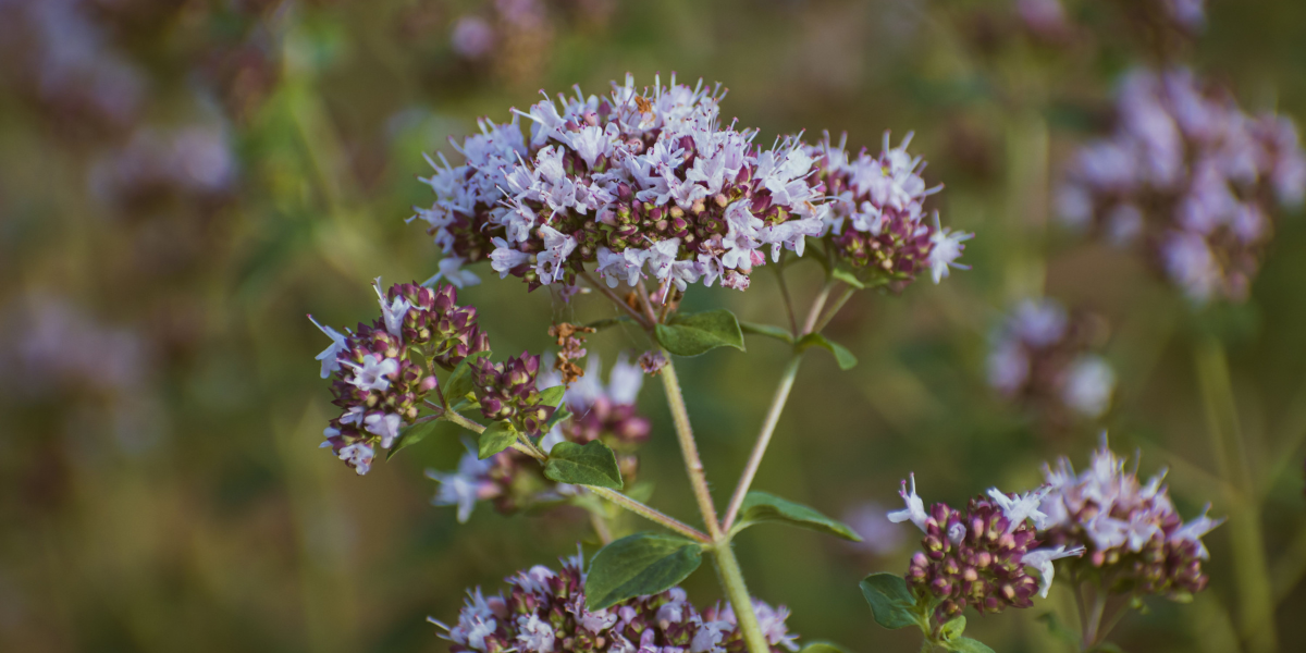 Wild Marjoram
